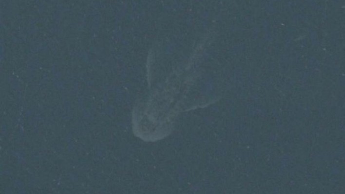 Is This Photo Proof Of The Loch Ness Monster?