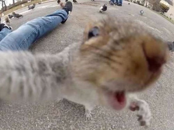 Teen Gets Attacked By Squirrel While Taking Selfie