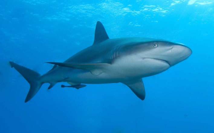 Sharks Keep On Eating Google's Underwater Cables