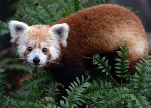 #Where’sMyPanda? Twitter Helps Find Lost Red Panda