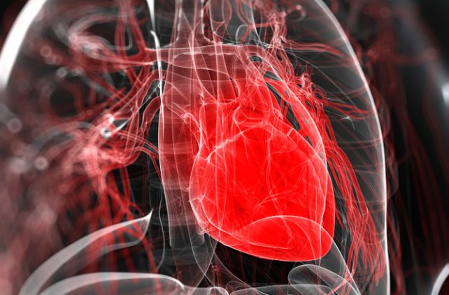 Scientists Grow Human Heart Capable of Beating Autonomously