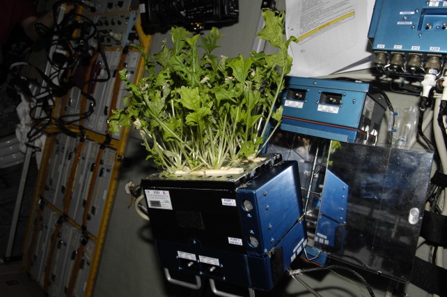NASA’s Vegetable Patch In Space