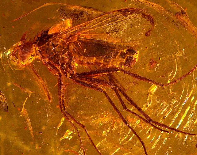 Scientists Say Dinosaur DNA Cannot Be Pulled From Amber Fossils