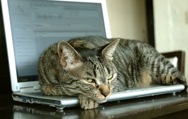 Dell Users Complain Ultrabook Smells Of Cat Urine