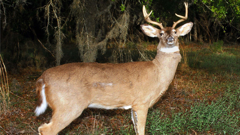Robot Deer Take Aim At Illegal Hunters