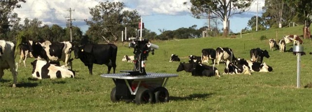 Rover The Robot Cow Herder