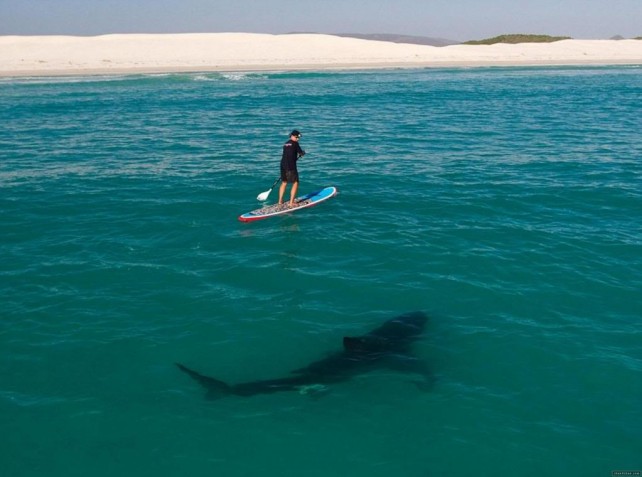 New Website Lets You Track Sharks Around Maui