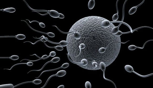 Scientists Create The First Sperm-Based Biobot