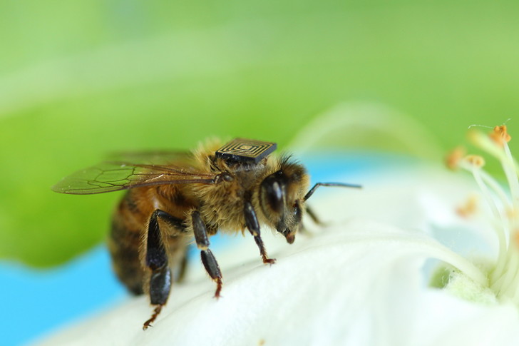 Researchers Fit Trackers To Bees Backs