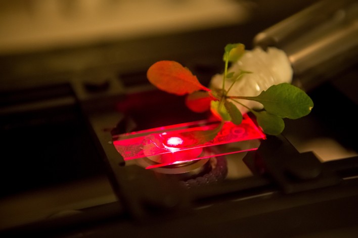 Scientists Hack Plants With Nanotubes To Create Super Plants