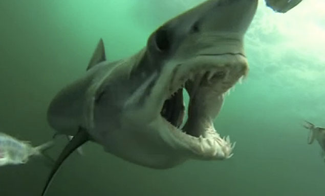 Diver Captures Shark Attack On A GoPro 3 Camera