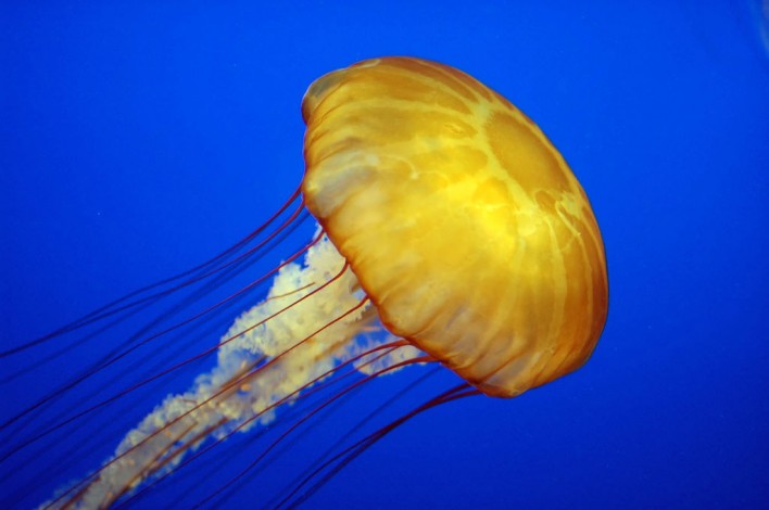 Diapers Could Soon Be Created From Jellyfish