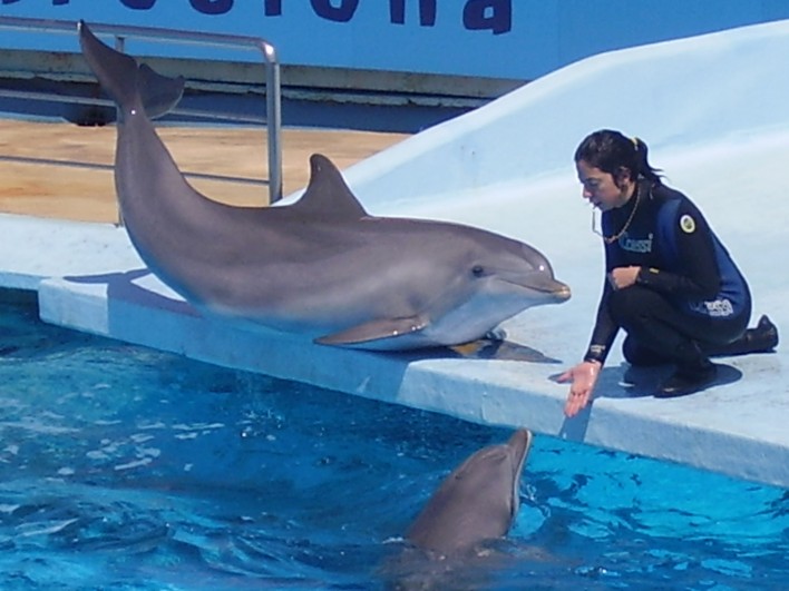 Human To Dolphin Translator