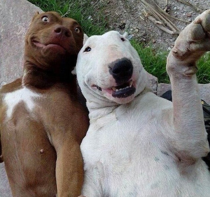 The Cutest Pet Selfies Ever
