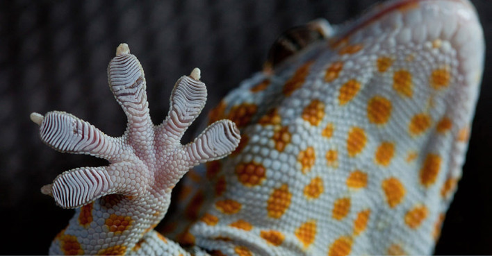 DARPA Z-Man Project - Human Geckos
