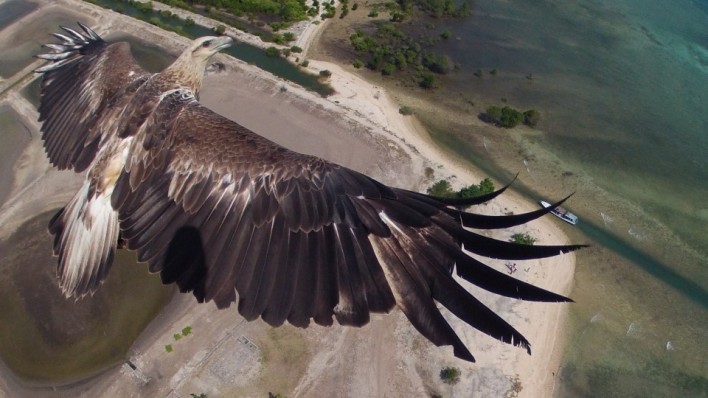 Amazing Eagle Picture Wins Drone Photo Contest