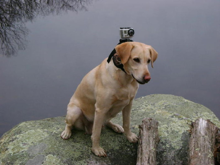 Let Your Dog Film His Day With This GoPro Harness