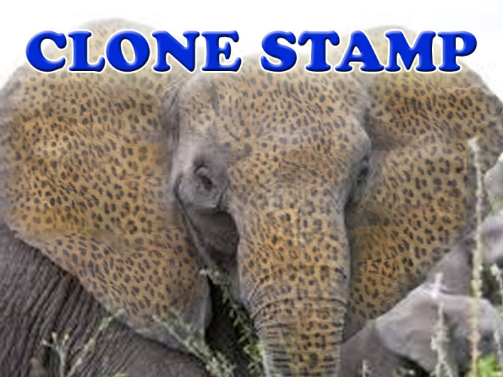How to Use the Clone Stamp Tool in Photoshop