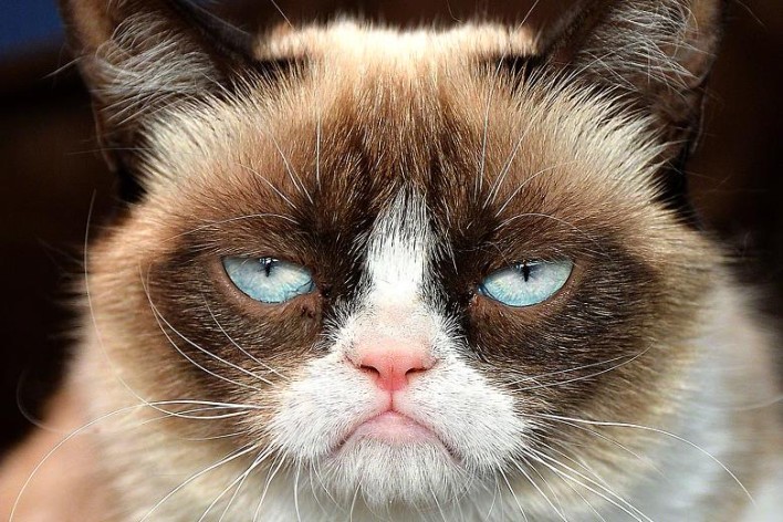 20 of the Funniest Grumpy Cat Memes