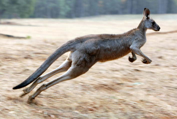Watch This Kangaroo Knock A Drone Out Of The Sky