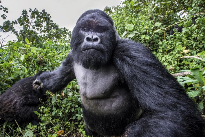Drunk Gorilla Punches Photographer Who Captures It On Film