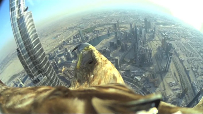 Amazing On-Board Video Of Eagle Soaring Over Dubai 