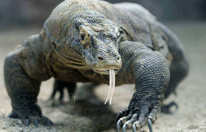 Comodo dragon help configure forticlient to fortinet